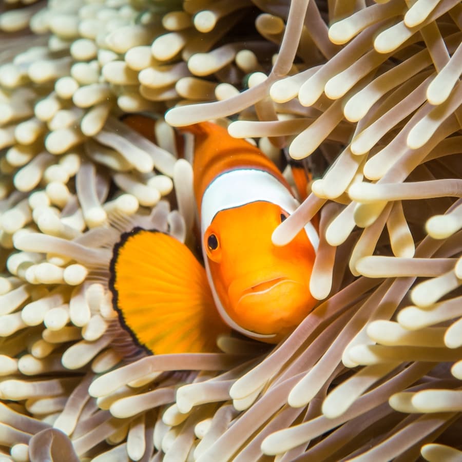DIVE EXCURSIONS